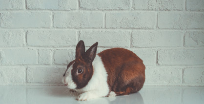 Офисный планктон и не только